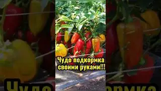 Бесплатная  чудо подкормка для огорода!  