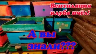 МАСШТАБНЫЙ ЭКСПЕРИМЕНТ, ЗИМОВКА ПЧЁЛ В ЯНВАРЕ, НА ВОЛЕ И В ЗИМОВНИКЕ, ВЕНТИЛЯЦИЯ, ВЛАЖНОСТЬ.Часть№20