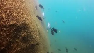 Kande Island Lake Malawi - African Cichlids - HD Underwater Footage