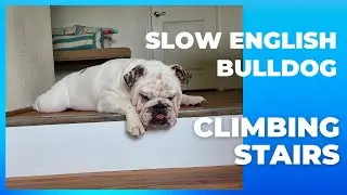 Slow English Bulldog Climbing Stairs