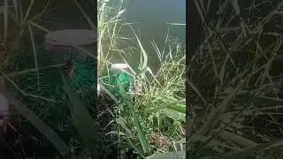 АРНАСАЙ РЫБАЛКА ВОТ ЭТО РЕЗУЛЬТАТ САЗАНА #shortsyoutube #видеорыбалка #рыбалка