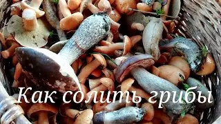 Как солить грибы. Рецепт вкусных солёных грибов. Солим отварные козлята.