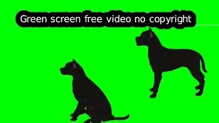 dog green screen no copyright||green screen dog walking and runing||