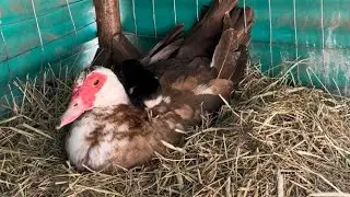 Muscovy Duck Hatches Black Copper Maran Chick