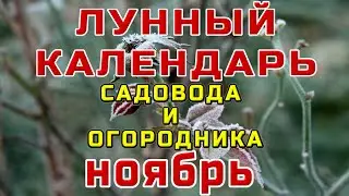 🍎КАЛЕНДАРЬ САДОВОДА И ОГОРОДНИКА НА НОЯБРЬ🌕УКРЫВАЕМ НАШИ РАСТЕНИЯ НА ЗИМУ