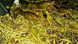 РАКИ!!! ОСТАВИЛ РАКОЛОВКИ на ТРИ ДНЯ и вот что из этого вышло. Ловля КРУПНЫХ РАКОВ поздней ОСЕНЬЮ.