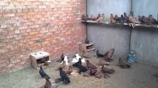 СЕВЕРОКАВКАЗСКИЕ БОЙНЫЕ КОСМАЧИ