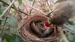 The little birds in the nest get very special food [ Review Bird Nest ]