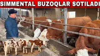 OZIMNI BUQALARIMDAN TUGILGAN TOZZA SIMMENTAL BUZOQCHALAR SOTILADI