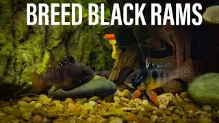 Breeding Black Rams