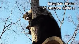 Хищные звери 21 ноября 2018 г.