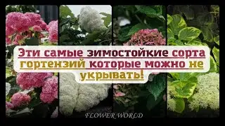 Эти самые зимостойкие сорта гортензий которые можно не укрывать!🌼