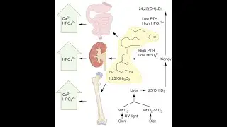 Vitamin D synthesis & effects