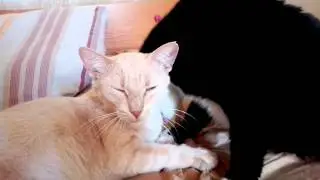 Фиса и Жирный нежничают