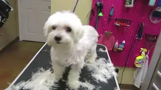 How to groom a senior Maltese Full Groom (Sugar)