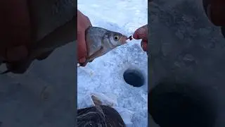 Как удачной ловить леща зимой....