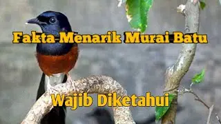 5 Fakta menarik burung murai batu ini burung asli asia