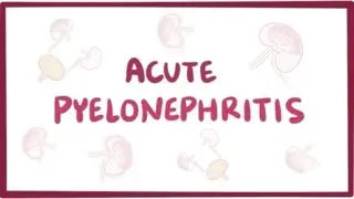 Acute pyelonephritis (urinary tract infection) - causes, symptoms & pathology