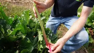 From Farm to You: Rhubarb