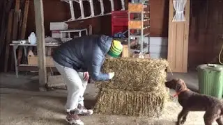 Канадский фермер - Пятая неделя
