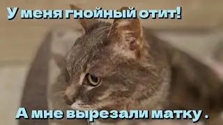 Почему ветеринары не хотят слушать, а делают что умеют???