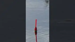 Жёлтый карась на удочку в камышах ...