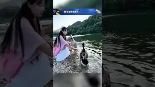 Решила выгулять гуся с уткой, и гусь чуть не съел... 😲🔥🦆