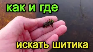 Как найти шитика . Где найти шитика весной. Ручейник.