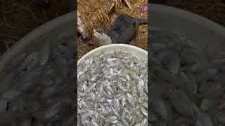 How To Train Rescued Baby Smooth-Coated Otters To Eat Fish