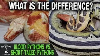 BLOOD PYTHONS VS. SHORT-TAILED PYTHONS (what's the difference?)