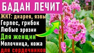 Лечебный чигирский (монгольский) чай. Бадан. Листья для лечения язвы, эрозии, кожи, женские болезни