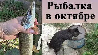 138. Рыбалка в октябре на малой реке в Тульской области. Закрытие сезона 2021. Кот рыболов.