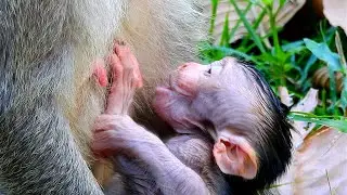 OMG! Never seen very cutest baby monkey just born recently