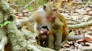 RESCUE BABY MONKEY AND MUM BRINN MONKEY TRY RESCUE WITH BETADIN, PITY BABY CRY