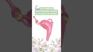 EMPOWERING Fact 🦾You Should Know about the WOMB! 🤯🌸 #shorts