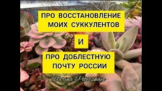 Про реабилитацию моих суккулентов и Почту России