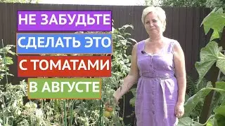 ПОМИДОРЫ В АВГУСТЕ! ОСНОВНЫЕ МЕРОПРИЯТИЯ!