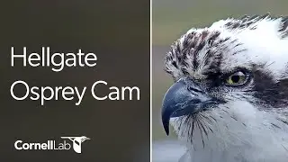 Hellgate Ospreys Nest Cam | Cornell Lab | University of Montana