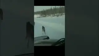 В Казахстане Стая Волков бежит перед машиной