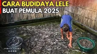 CARA BUDIDAYA LELE BUAT PEMULA UNTUK BISNIS 2025 | KISAH INSPIRATIF