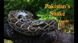 Snakes of Pakistan l Pakistani snakes l