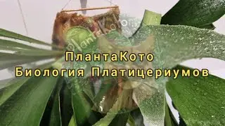 ПлантаКото - Биология Платицериумов