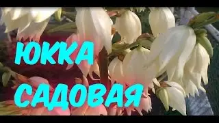 ОЧАРОВАТЕЛЬНАЯ ЮККА САДОВАЯ (ПОСАДКА, УХОД, АГРОТЕХНИКА)