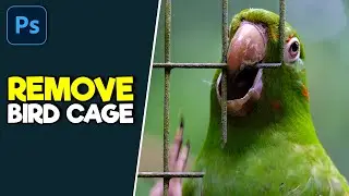 How to Remove a Birdcage | Photoshop Shorts Tutorial