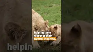 Lions Rescued from War-Torn Sudan Enjoy a New Life at LIONSROCK Big Cat Sanctuary | FOUR PAWS USA