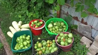 Обрываю зелёный помидор! Мариную огурцы особым способом! Я и Мои кролики.