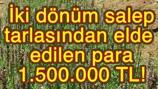 İki dönüm salepten kazanılan para 1.5 milyon lira