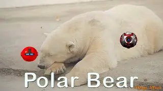 Polar Bears AR - Mage Math Video