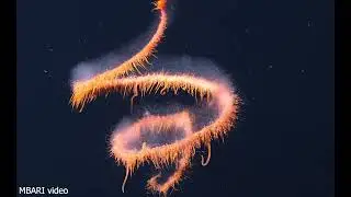 New MBARI videos help reveal siphonophore secrets