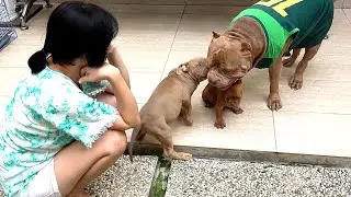 INI DIA KARAKTER ANJING PITBULL SEBENARNYA 